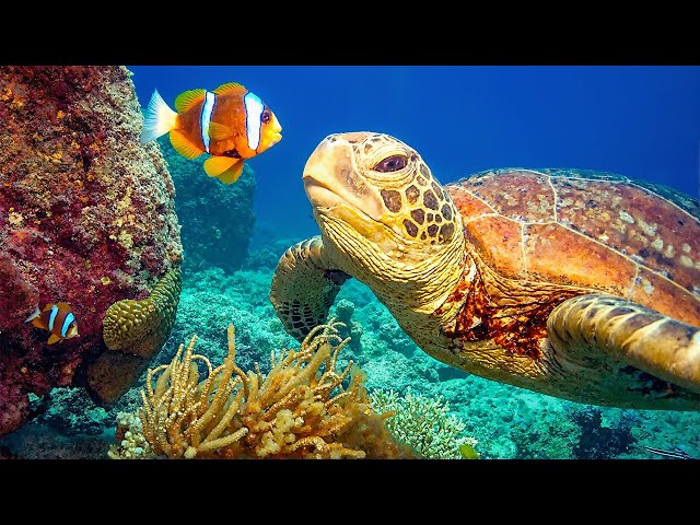 Расслабляющая музыка с океанскими волнами: красивое фортепиано, музыка для сна, снятие стресса