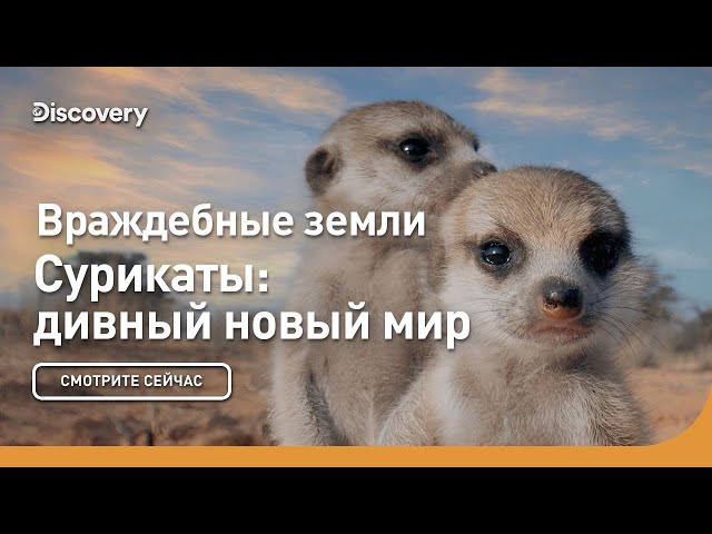 Враждебные земли | Сурикаты: дивный новый мир | Discovery