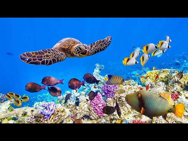 Расслабляющая музыка для снятия стресса, тревоги и депрессии • Исцеляющая музыка для души